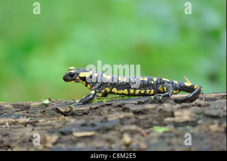 Fire salamander (Salamandra salamandra terrestris) on a fallen dead tree trunk Stock Photo