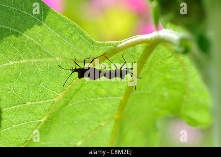 Brown squash bug - Dock leaf bug (Coreus marginatus) pair mating beneath a leaf of sunflower Stock Photo