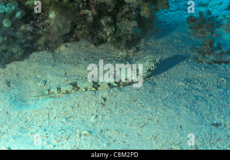 Gracile lizardfish - Slender lizardfish - Graceful lizardfish (Saurida gracilis) Red sea Stock Photo