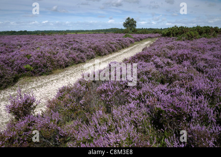 New Forest, Heather in Bloom, Track, Hampshire, England, UK Stock Photo