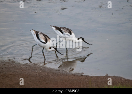 Avocet chicks using their beaks in a sweeping motion to feed Stock Photo