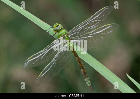 This Emperor had just emerged from its larva case and is drying its wings so that it can fly. It rests on a poolside reed. Stock Photo