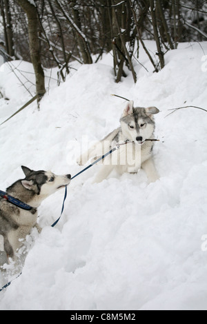 Playing husky Stock Photo