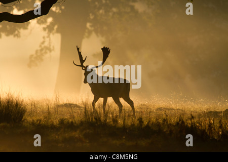 Fallow Deer, Dama dama buck walks away into the early morning light Stock Photo