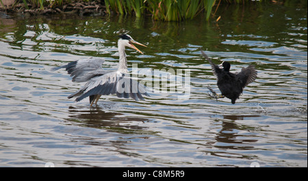 The coot was protecting its chick from the Heron this was one of a series of this confrontation the Heron gave up and flew away. Stock Photo