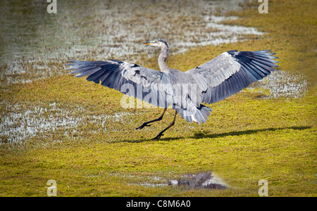 The Heron had been fishing beside a pool but it suddenly decides to spread its wings and leave, showing how it takes off. Stock Photo