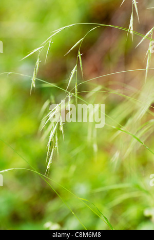 Brachypodium sylvaticum, Wood False Brome grass, Wales, UK. Stock Photo