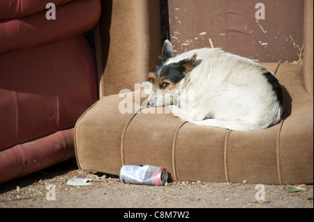 Small terrier type dog looking nervous while curl up on an abandoned chair on a travellers site in Essex. Stock Photo