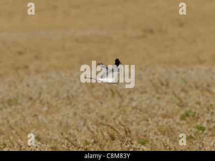 Pallid Harrier Circus macrourus Adult Male hunting over fields in La Janda Tarifa Andalucia Spain during October Stock Photo