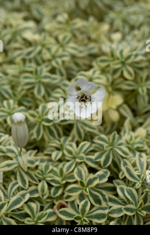 Silene uniflora 'Druett's Variegated' Stock Photo - Alamy