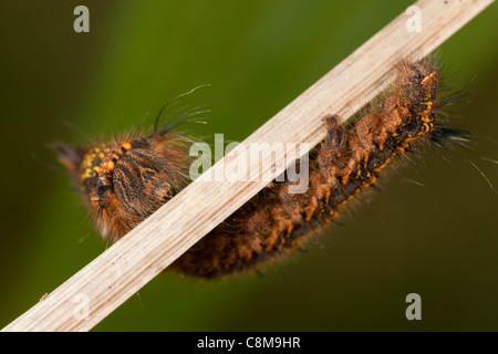 drinker caterpillar wrapped around a grass stem at Godrevy Cornwall Stock Photo