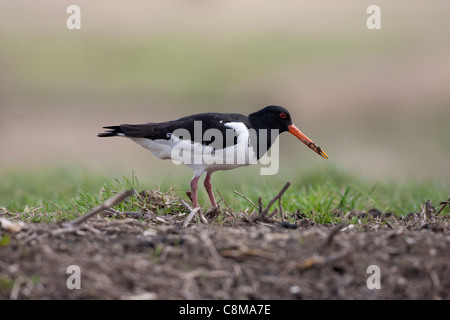 oyster catcher searches for food in a muddy bank on the Norfolk broads Stock Photo