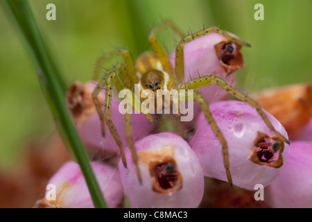 juvenile raft spider sits on bell heather at arne nature reserve Dorset Stock Photo