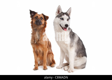 Siberian Husky puppy and a mixed breed dog in front of a white background