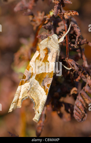 Angle Shades Moth; Phlogophora meticulosa; on bracken; UK Stock Photo