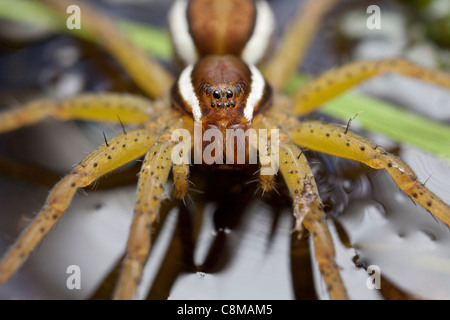 raft spider sits on the surface of the water at arne nature reserve Dorset Stock Photo