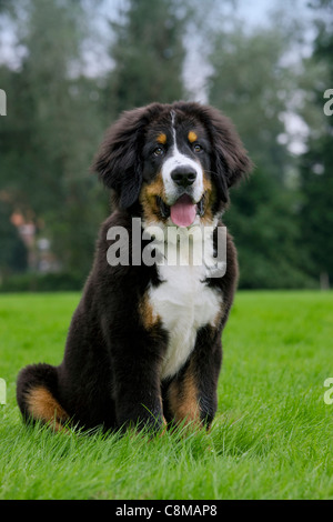 Bernese Mountain Dog / Berner Sennenhund (Canis lupus familiaris) sitting in garden Stock Photo
