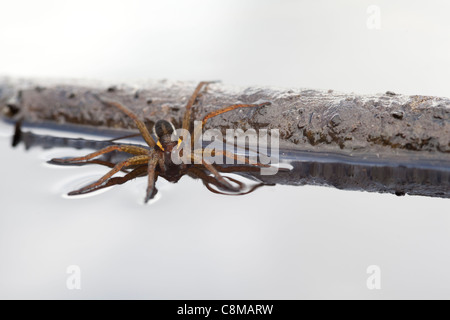 raft spider sits on the surface of the water at arne nature reserve dorset Stock Photo