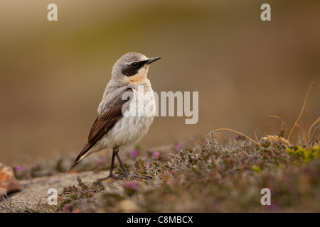 wheatear stands in heathland on the coast in Cornwall Stock Photo