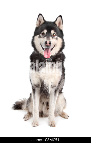 Alaskan Malamute in front of a white background Stock Photo