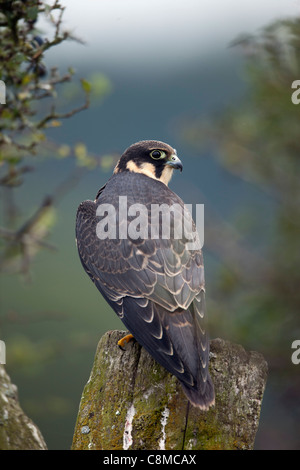 Hobby; Falco subbuteo; juvenile; UK Stock Photo