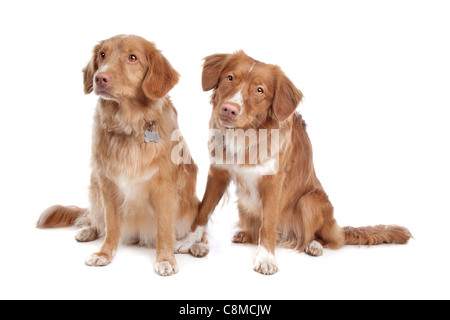 two Nova Scotia Duck Tolling Retriever dogs in front of a white background Stock Photo