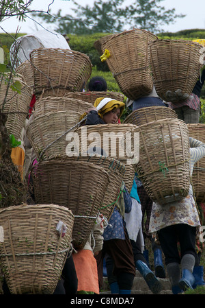 Female tea pickers carrying loaded baskets of picked tea leaves Temi Tea Estate Sikkim India Stock Photo