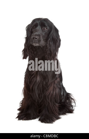 English Cocker Spaniel in front of a white background Stock Photo