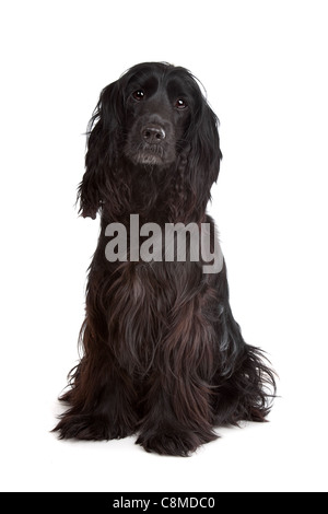 English Cocker Spaniel in front of a white background Stock Photo