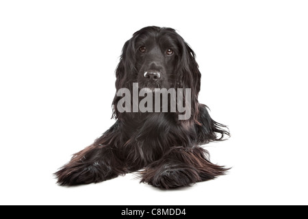 English Cocker Spaniel in front of a white background Stock Photo