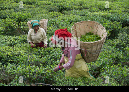 Two female tea pickers Temi Tea Estate Sikkim India Stock Photo