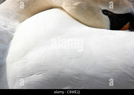 Mute swan, 'Cygnus Olor' detail, Lake District National Park, Cumbria, England Stock Photo