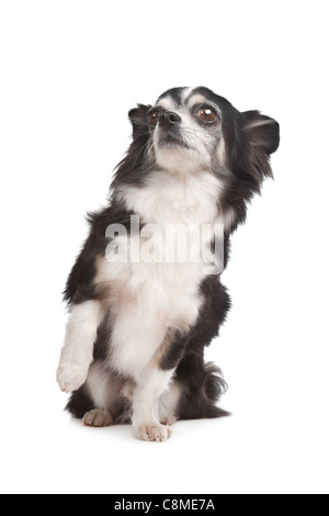 long-haired Chihuahua in front of a white background Stock Photo