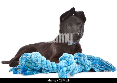 Black Shepherd puppy dog with a blue toy rope in front of a white background Stock Photo