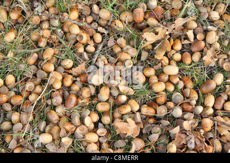 Close up of acorns cups and twigs on woodland floor Stock Photo