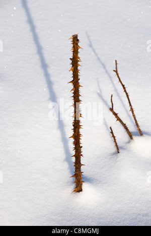 Thorny rose stem upstanding from snow in sunny winter day. Stock Photo