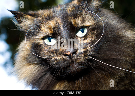 Black Tortoiseshell Norwegian Forest Cat portrait in outdoor setting. Stock Photo