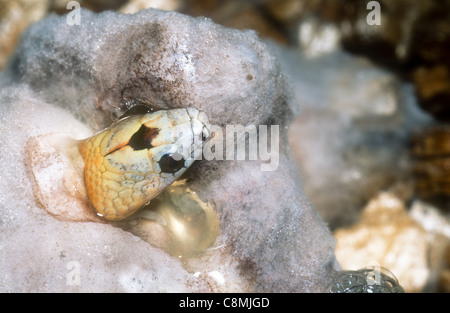 Variable kingsnake hatching from mouldy egg, Lampropeltis mexicana thayeri, Mexico Stock Photo