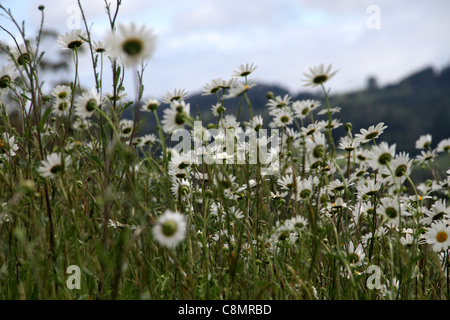 Wild daisies grow on the bank of  a national forest reserve, Whenuakite, Coromandel, Whitianga, East Coast, North Island, NZ Stock Photo