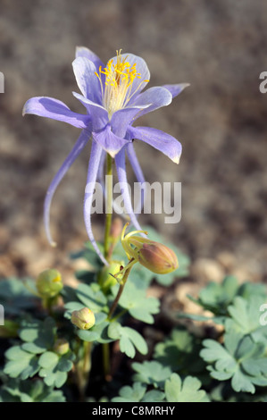 Utah Columbine Aquilegia scopulorum blue flower dwarf short small long spurred spurs alpine sub-alpine herbaceous perennial Stock Photo