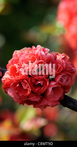 Chaenomeles speciosa 'Phyllis Moore' Japanese flowering quince cultivar hardy shrub red flowers spring flower bloom blossom Stock Photo