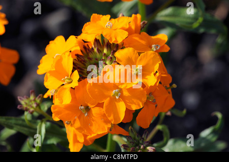cheiranthus x allionii wallflower spring closeup selective focus bright orange flowers petals plant portraits perennial Stock Photo