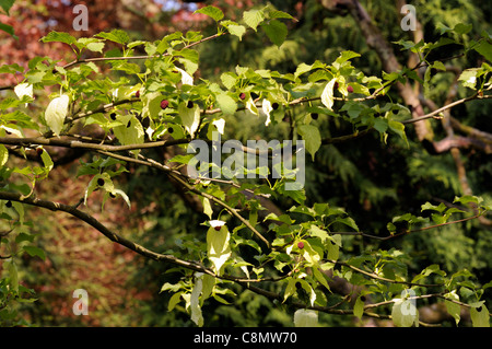 davidia involucrata var vilmoriniana colours colors white flowers flowering blooms green leaves foliage deciduous trees Stock Photo