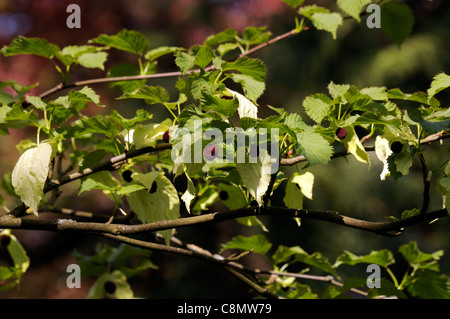 davidia involucrata var vilmoriniana colours colors white flowers flowering blooms green leaves foliage deciduous trees Stock Photo