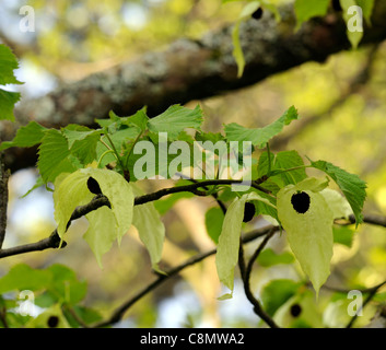 davidia involucrata var vilmoriniana colours colors white flowers flowering blooms green leaves foliage deciduous trees Stock Photo