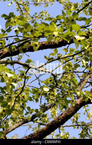 davidia involucrata var vilmoriniana colours colors white flowers flowering blooms green leaves foliage deciduous trees Stock Photo