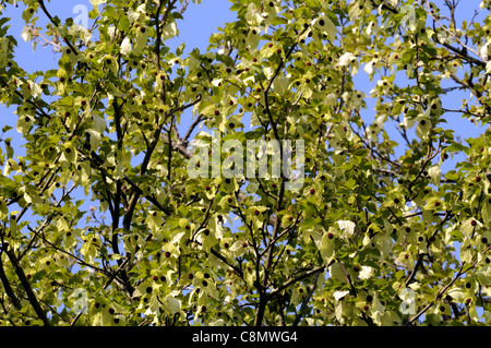 davidia involucrata var vilmoriniana colours colors white flowers flowering blooms green leaves foliage deciduous trees Stock Photo