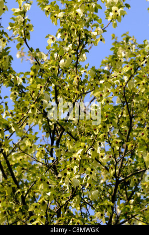 davidia involucrata var vilmoriniana colours colors white flowers flowering blooms green leaves foliage deciduous trees Stock Photo