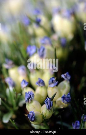 Erinacea anthyllis Hedgehog Broom Blue Broom, Branch Thorn blue tipped tip topped top white flowers bloom blossom spring Stock Photo