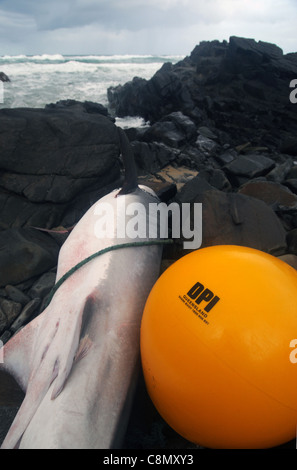 Tiger shark (Galeocerdo cuvier) killed by Queensland's Shark Control Program, washed ashore in Noosa National Park, Australia Stock Photo